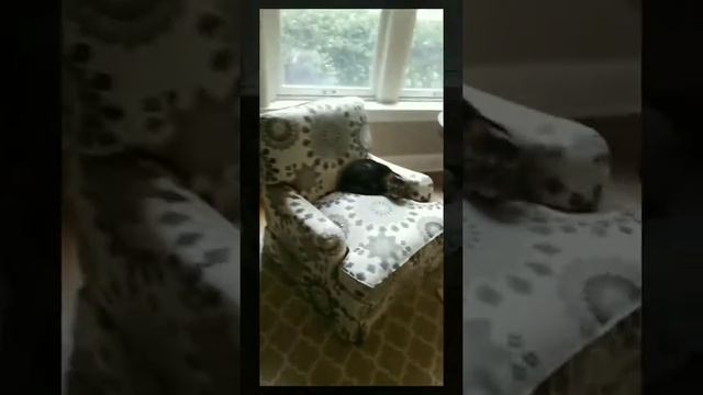 Dumb cat, git смотреть онлайн