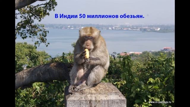 факты о животных #1 смотреть онлайн