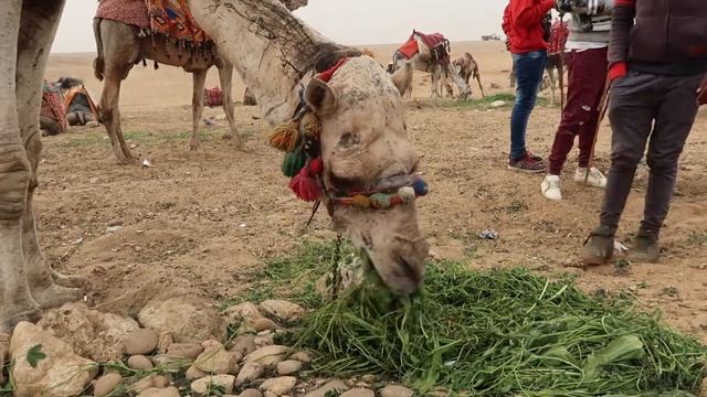 Experience Egypt: The Ancient Attractions of Cairo City | Travel Talk Tours смотреть онлайн