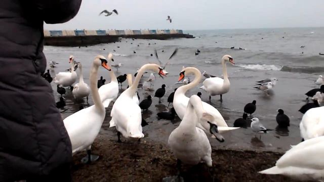 Лебеди в Феодосии смотреть онлайн