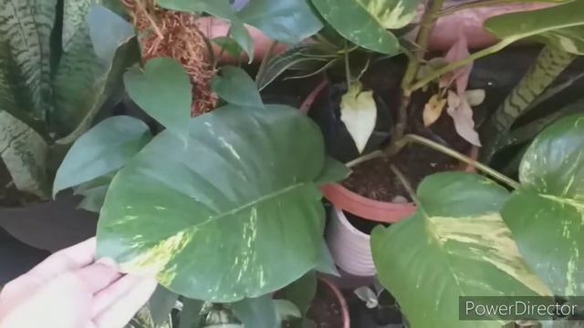My Aroid Collection (Monstera, Philodendron, Epipremnum, Anthurium, Syngonium, Etc...)