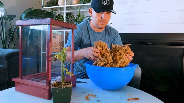 Building a Custom Houseplant Terrarium | Husband Cuts Harli G's Monstera Obliqua смотреть онлайн