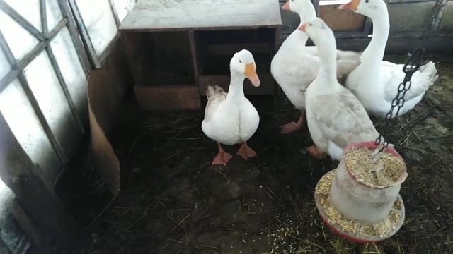 Спаривание гусей! Как узнать топчет ли гусь гусынь?! Специально для канала инна н! смотреть онлайн