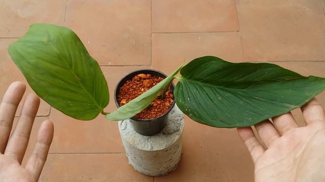 || MONSTERA LECHLERIANA ||