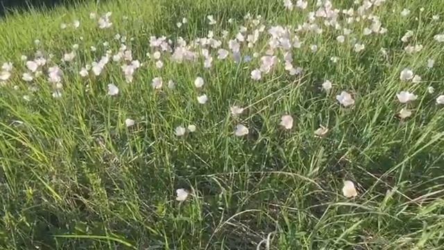 Цветы Анемоны на Воргольских скалах. смотреть онлайн