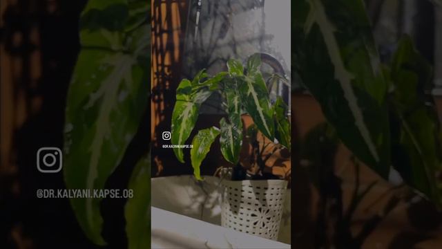 Nature’s beauty🌿 Syngonium wendlandii🌿💚. #plantstyling#homedecor смотреть онлайн