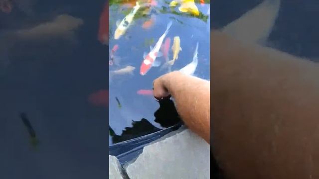 за целовали #рыбки #рыба #пруды #работанадому #fish смотреть онлайн