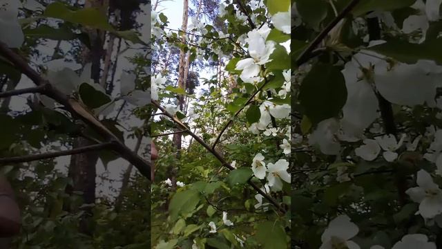 Дикие ранетки смотреть онлайн