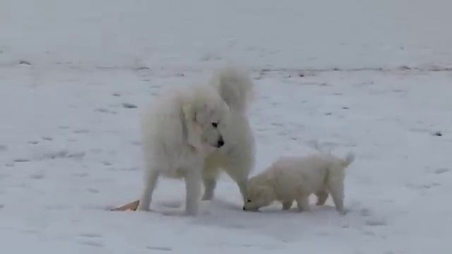 Slovak Cuvac Puppies! смотреть онлайн