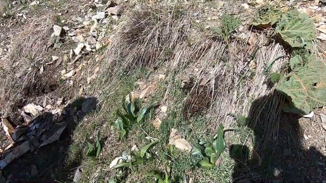 Поход в горах Ирана