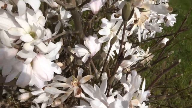 Magnolia Stellata Royal Star
