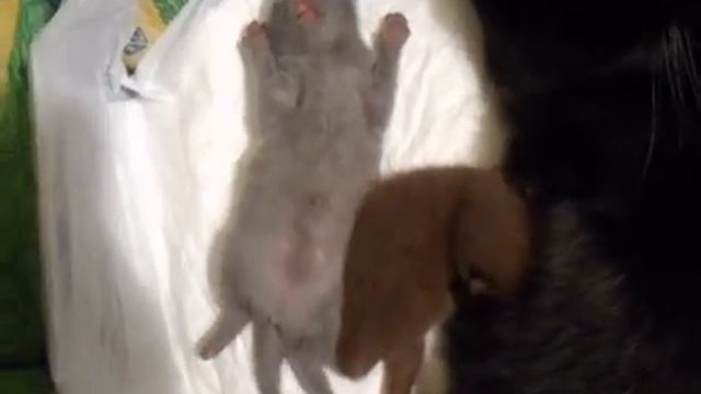 Котенок танцует во сне смотреть онлайн