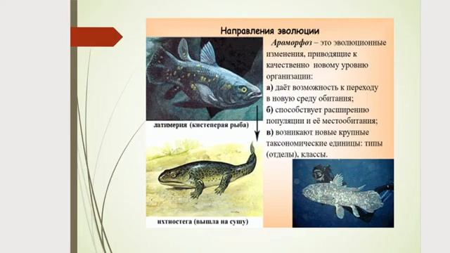 Лекция 16 Микроэволюция и макроэволюция смотреть онлайн