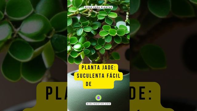 Planta jade - Suculenta fácil de cuidar смотреть онлайн