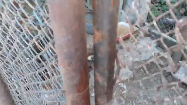 #129 Наши Птички. #индюки #куры #цыплята смотреть онлайн