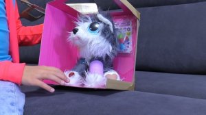 Ест ли кот траву? Подарки для Котенка и новый блохастый питомец | Видео для детей