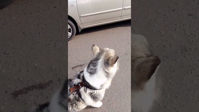 Взрослая девочка маламут. смотреть онлайн