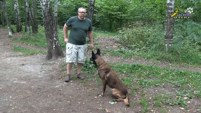 Дрессировка собак, внимание и преданность, желание работать смотреть онлайн