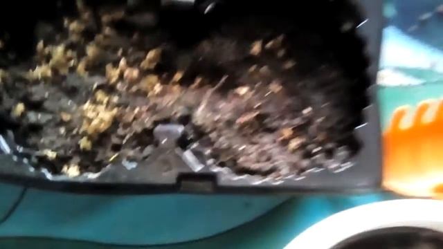 Сеем амарант, многолетню́ю астру, пересадка инжира | Обзор ростков хлорофитума смотреть онлайн