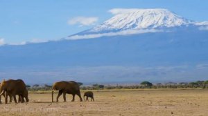 Африка дикие животные 4к.mp4