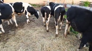 продажа бычков от 6 месяцев .холмогорской породы 89021269981.вацап вайбер