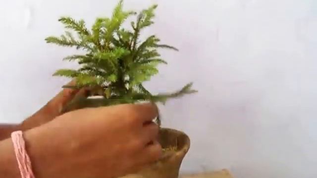 How to Grow Araucaria as Bonsai - MammalBonsai смотреть онлайн