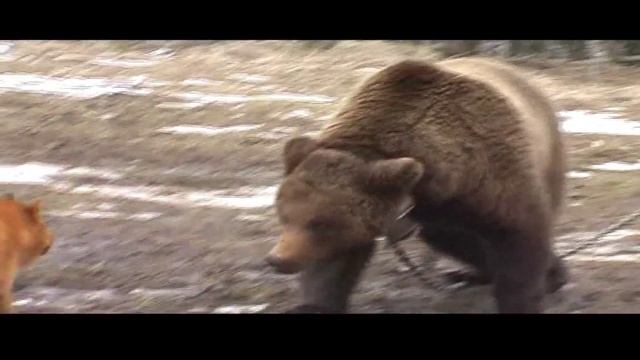 Испытания лаек по подсадному медведю. Характер собак.Притравка! смотреть онлайн