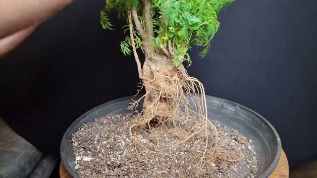 Ming Aralia Bonsai - Re-pot & Trim смотреть онлайн