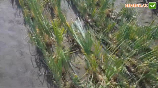 Амфора F1 цибуля (Moravoseed) Культура в полі смотреть онлайн