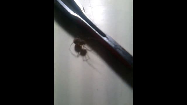 Олег Пожаров. Энтомология. Удивительный паук плевака смотреть онлайн