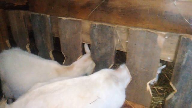 Бюджетная кормушка для коз, из которой не вытаскивают сено под ноги. смотреть онлайн