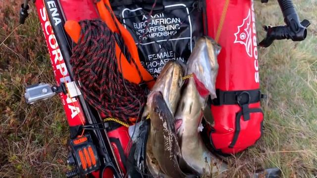 Подводная охота в Норвегии. День 1 Эдуард Харисов и SCORPENA смотреть онлайн