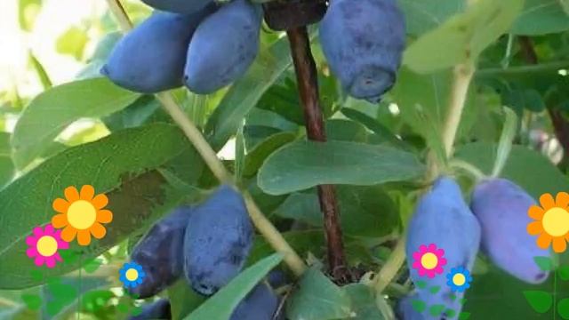 Жимолость съедобная Сильгинка (Silginka). Краткий обзор, описание характеристик, где купить саженцы