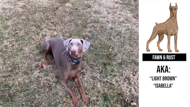 All the Doberman Colors That Exist смотреть онлайн