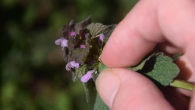 How to Identify Purple Dead Nettle - Lamium purpureum смотреть онлайн