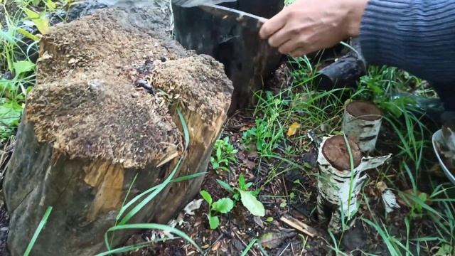 ВЫРАЩИВАНИЕ ГРИБОВ ВЕШЕНКИ НА ПНЯХ смотреть онлайн