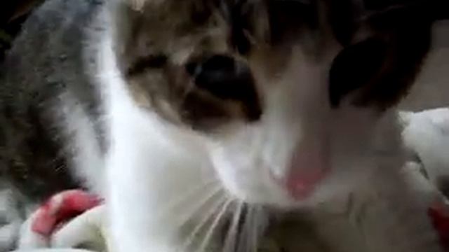 Кот топотун - The cat dances смотреть онлайн