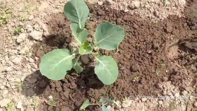 Стройка Вдохновение