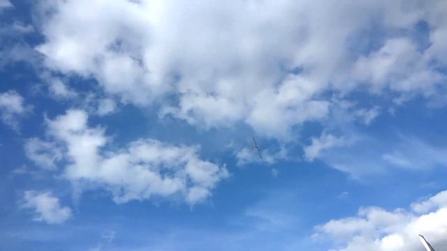 Животные Смешно Шутят