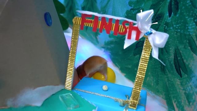 Hamster mountain maze ✨ Hamster in 5 cone maze ✨ Homura Ham смотреть онлайн