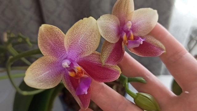 Эстафета: "Три дорогие моему сердцу орхидеи!" смотреть онлайн