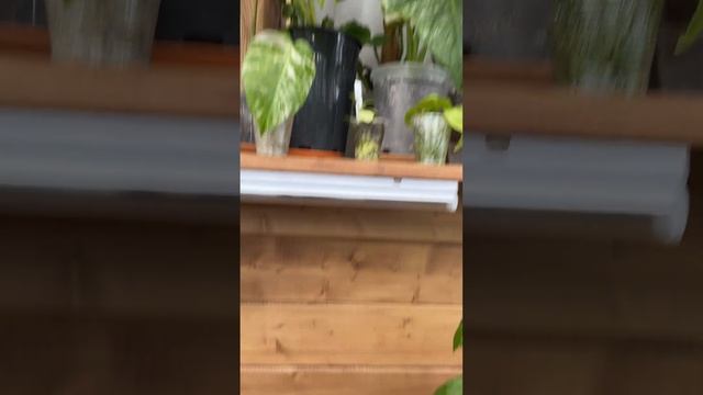 Обзор теплицы с комнатными растениями / теплица с черенками смотреть онлайн