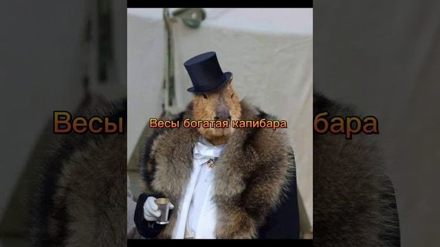 какой ти капибара по зз смотреть онлайн