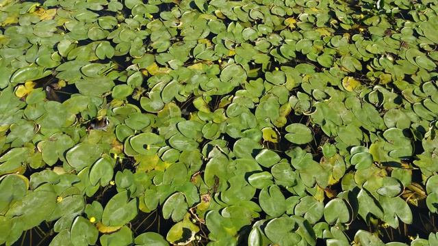 Водяной пастушок смотреть онлайн