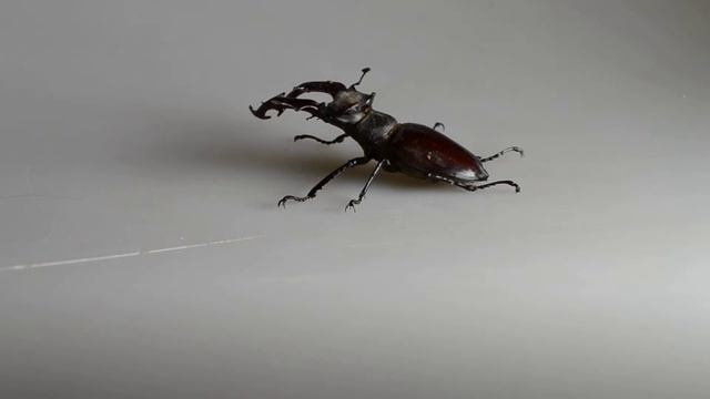 Жук-олень, самец, 5 июня 2018 смотреть онлайн