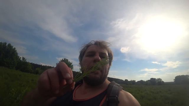 Хвощ полевой для укрепления костей по Неумывакину смотреть онлайн