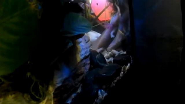 Аксолотли смотреть онлайн