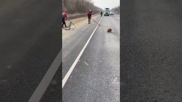 БОБР НАПАЛ НА ЛЮДЕЙ смотреть онлайн