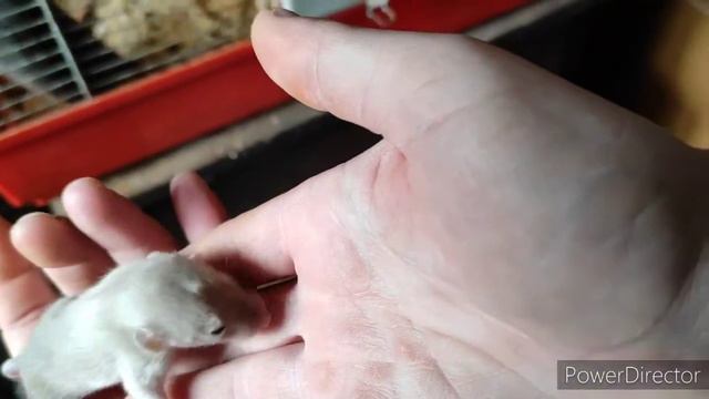 Крысиное царство смотреть онлайн