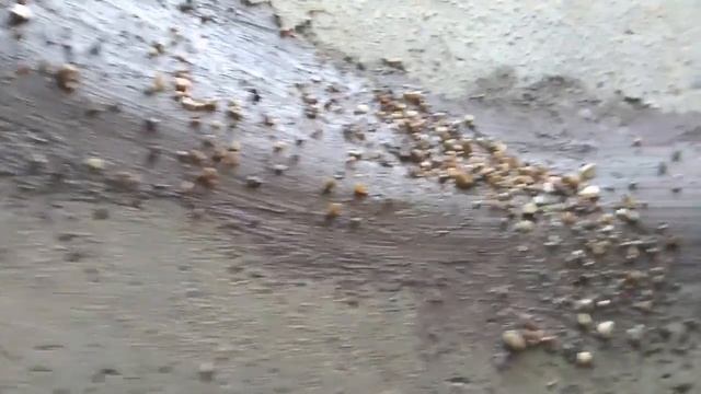 Podkapaev.ru Деревня Бутынь , реанимация колодца.